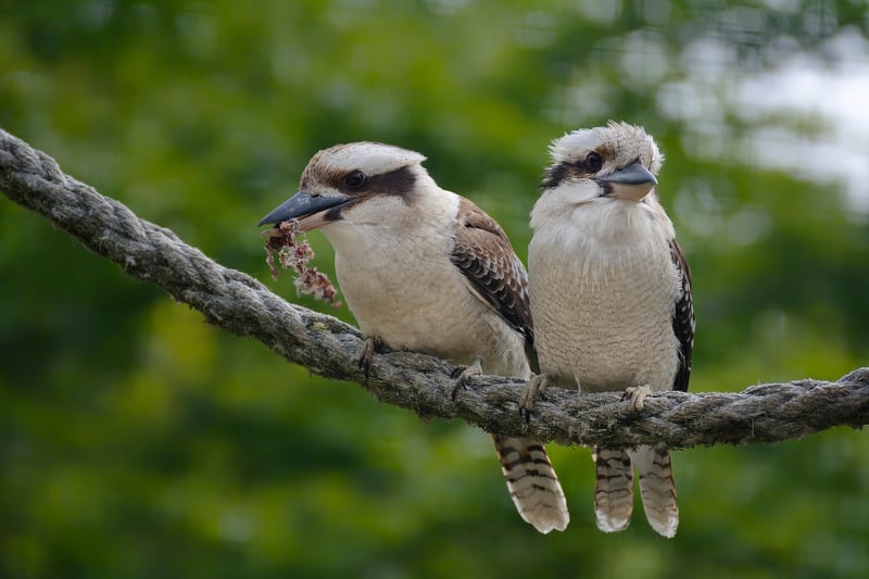 Future Wildlife