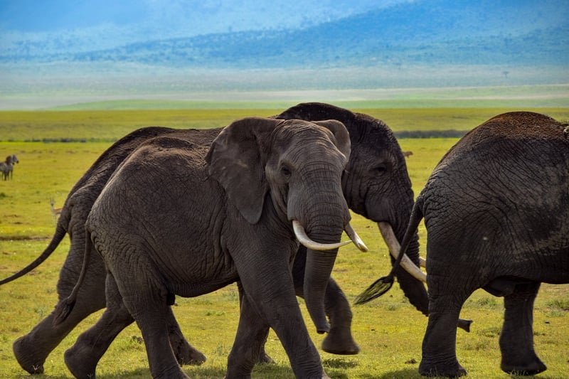Elephants in the wild