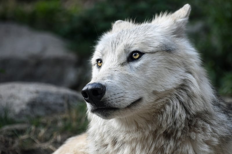 Wolf in the wild